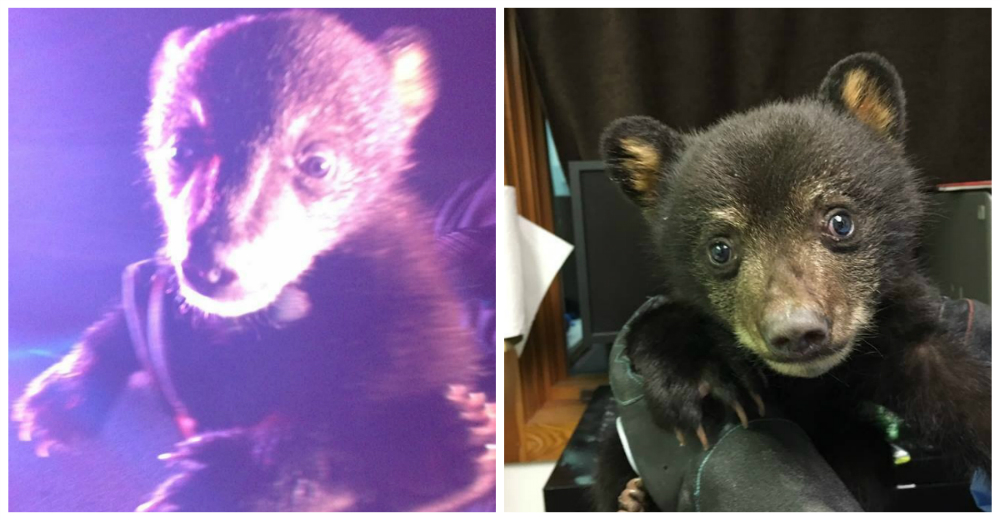 Policías encuentran a un oso bebé llorando en el bosque tras la muerte de su madre