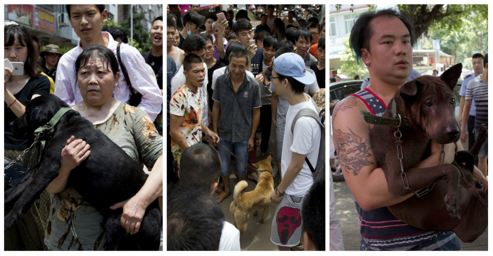 Los activistas chinos vencen a la multitud y salvan perros en el Festival de la Carne