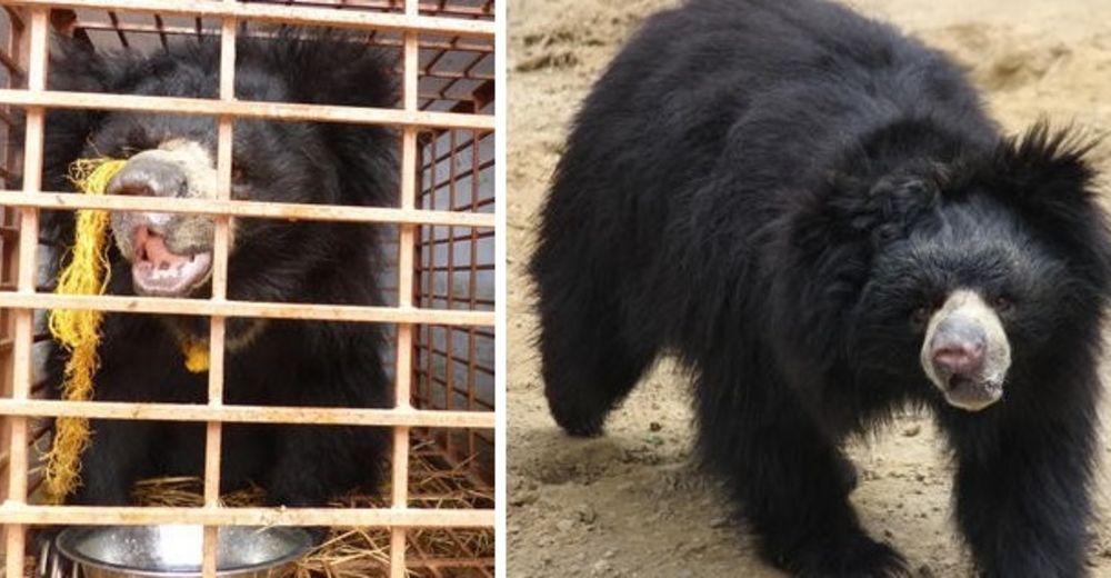 La triste historia de Suma, el oso que fue terriblemente maltratado y forzado a bailar…