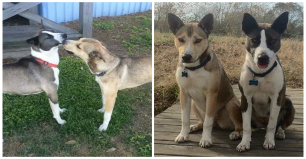 Dos perritas abandonadas eligieron a su nueva mamá adoptiva mucho antes que ella las conociera