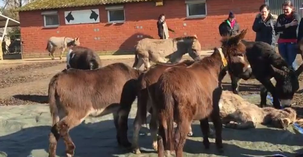 Emotiva despedida de un grupo de burros a un amigo fallecido… ¿Has visto a un burro llorar?