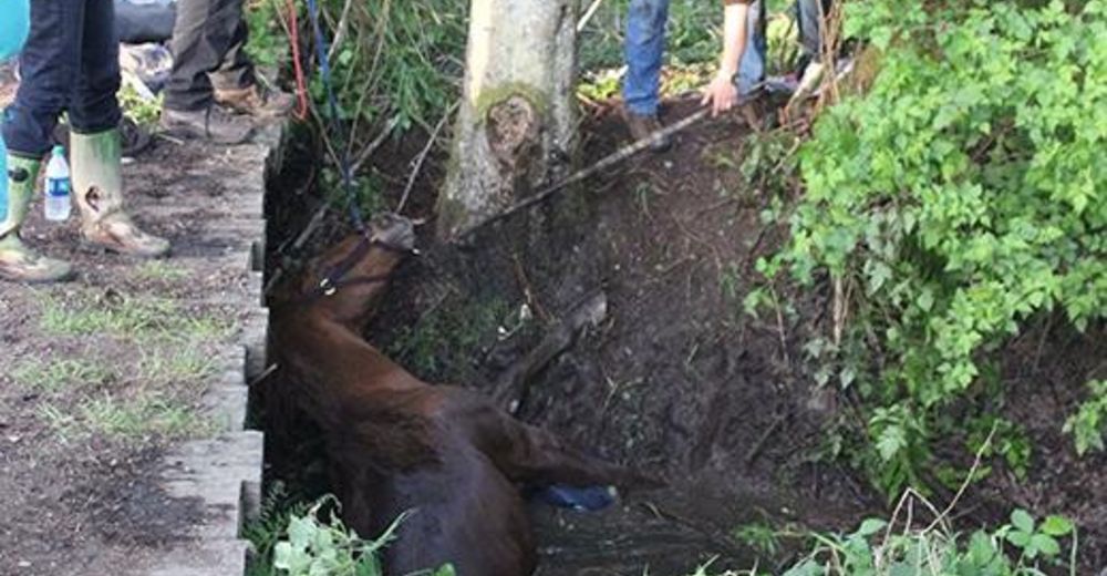 Rescatan a una yegua a punto de morir tras caer en un foso de fango