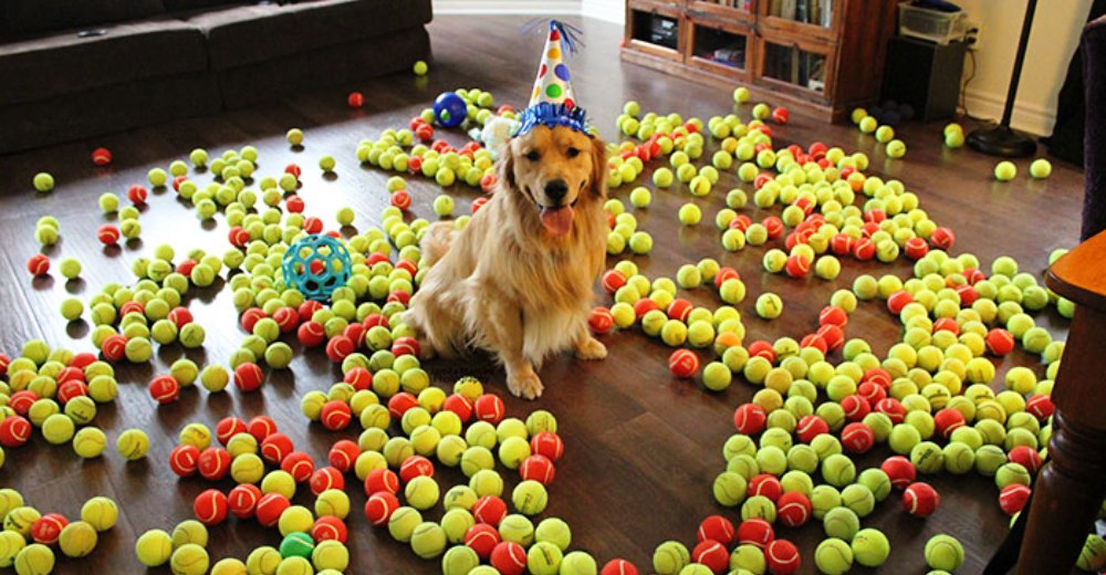 20 adorables mascotas que les celebran sus cumpleaños mejor que a ti – ¡Se lo merecen!