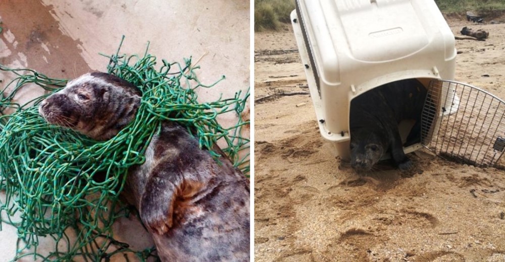 Esta foca es rescatada de las redes y su reacción al ser liberada conmueve a sus salvadores