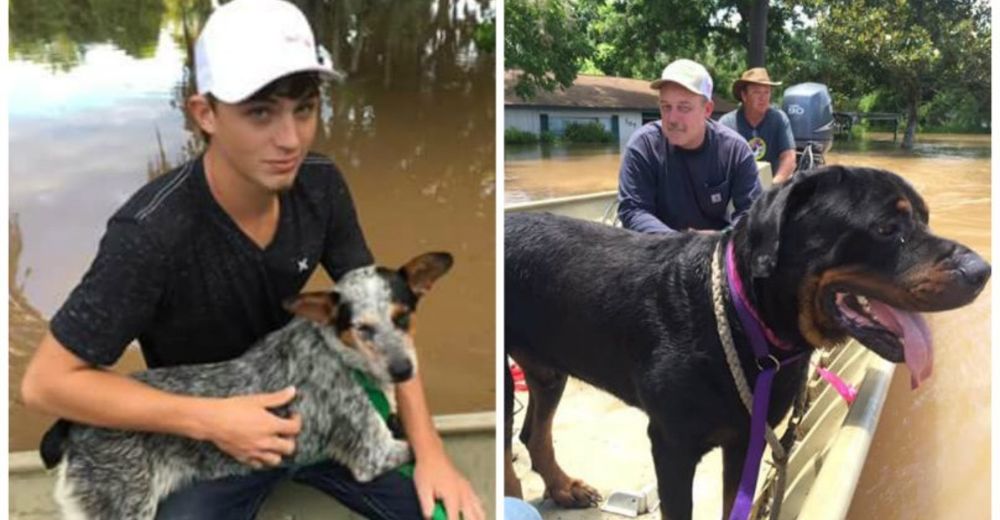 Un padre y su hijo hacen lo que parecía imposible y salvan la vida de 40 perritos – GRANDIOSO