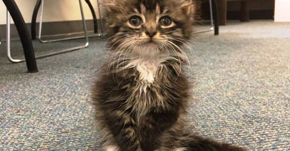 Este gatito no tendrá codos… Pero tiene el corazón más grande del mundo