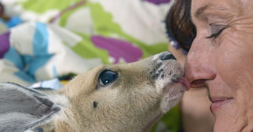 Canguros bebés huérfanos y enfermos pueden tener una segunda oportunidad gracias a esta heroína