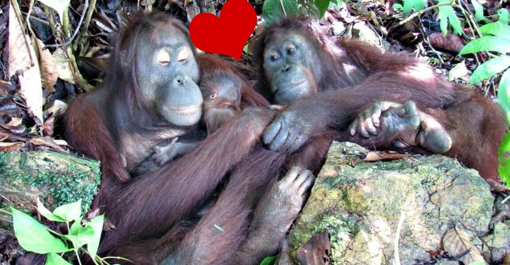 Una orangután rescatada y liberada da a luz a un hermoso y sano bebé