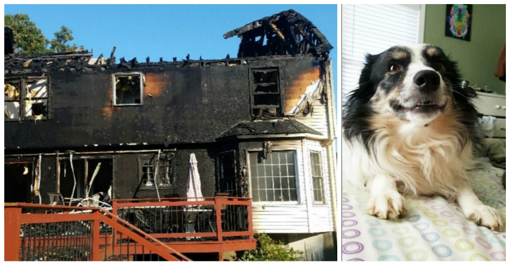 Esta perrita salva a su dueño del incendio de su casa de una forma increíble – Heroína