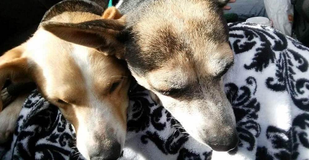 Estos perritos abandonados no se movieron, mantuvieron la esperanza y valió la pena