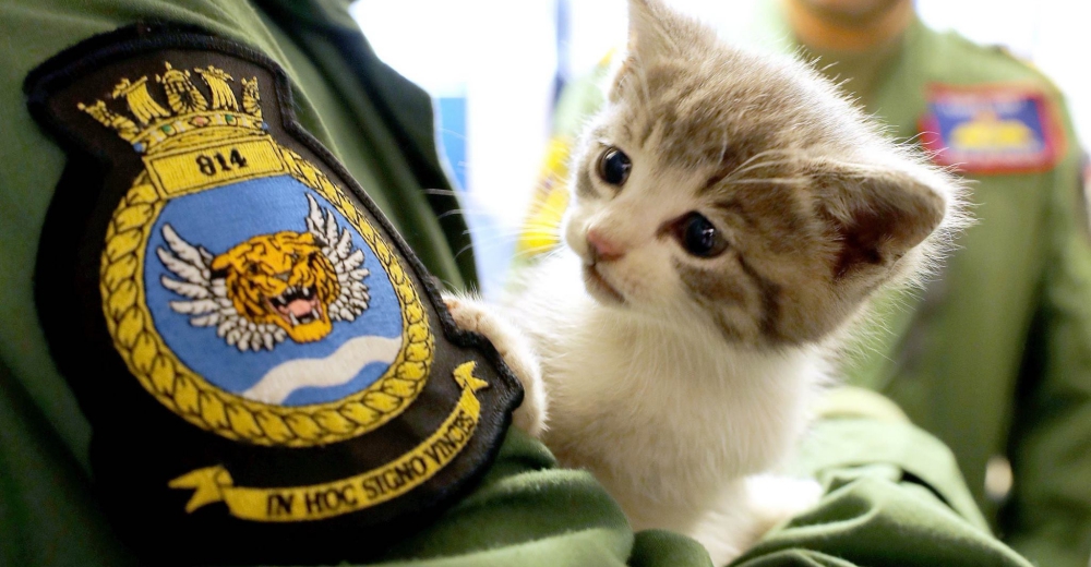 Un piloto de la Marina rescata a un gatito que viajó más de 400 km en el paragolpe de su auto