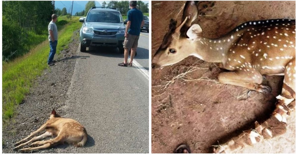 Se detuvieron tras ver una colisión en la carretera y se convirtieron en los héroes de un ciervo