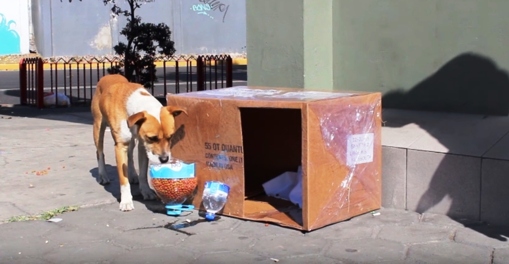 Los perritos de la calle ya no pasarán más frío gracias a esta grandiosa iniciativa