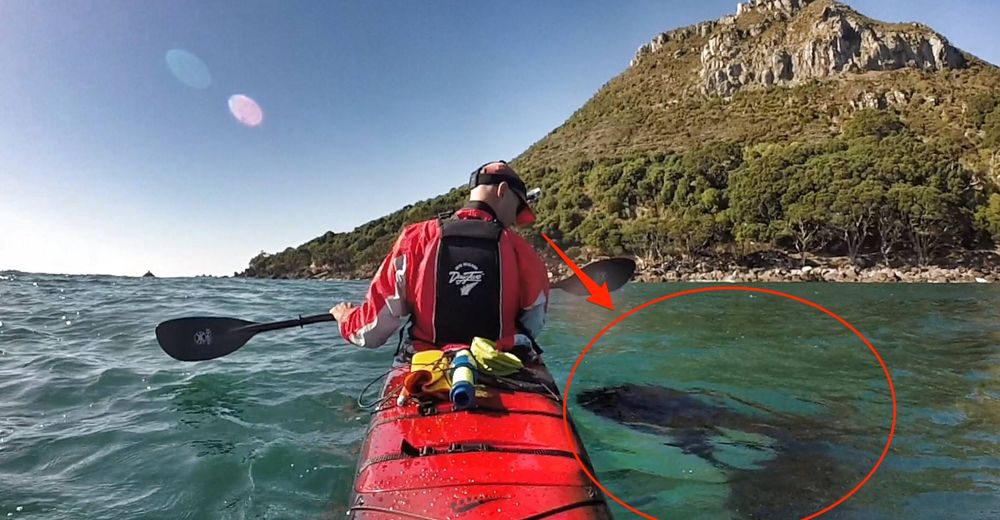 Una majestuosa orca acompaña a un chico cada vez que sale a navegar en kayak