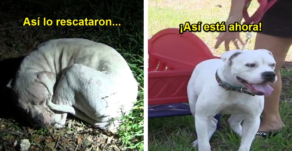 A este perrito abandonado le esperaba el peor final… Pero la policía llegó justo a tiempo