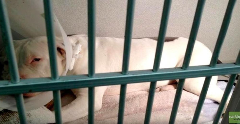 Un pitbull sobrevive después de haber sido accidentalmente envenenado… DOS veces