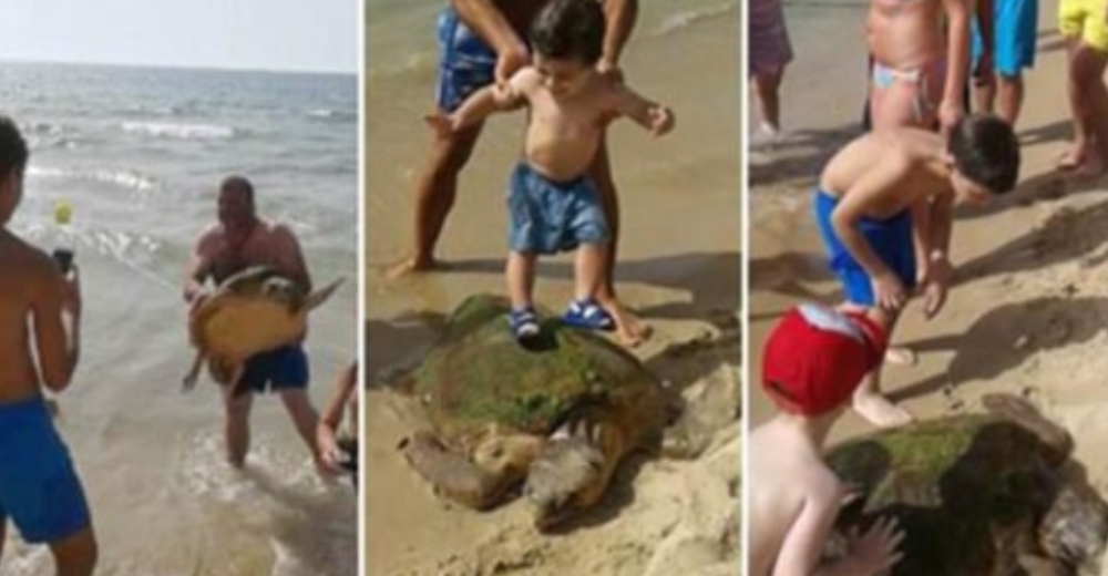 Sacó sin piedad a una tortuga del mar para tomarse fotos pero dos personas la protegieron