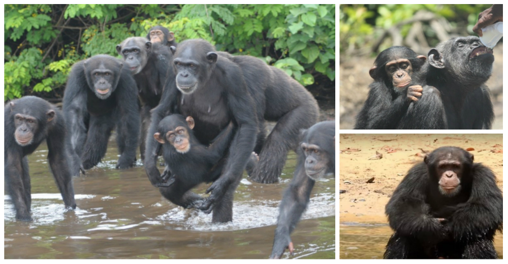 Los 60 chimpancés que abandonaron en una isla tras ser infectados con virus en un laboratorio