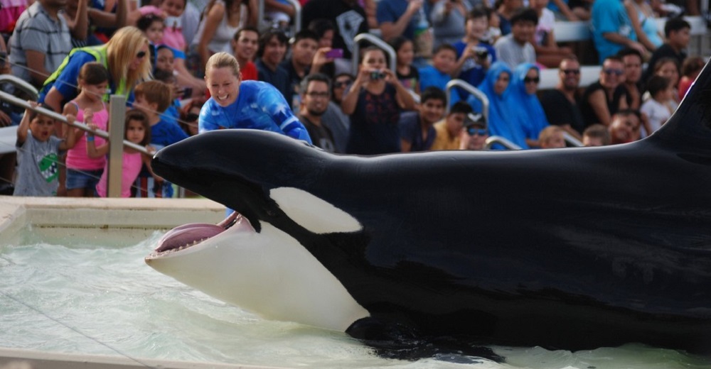 Después de renunciar a SeaWorld ella nos cuenta su impactante testimonio ¡Cuánta crueldad!