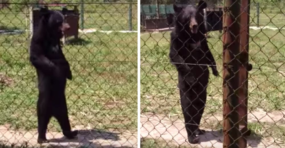 Esta es la terrible realidad que hay detrás del oso que camina «como humano»