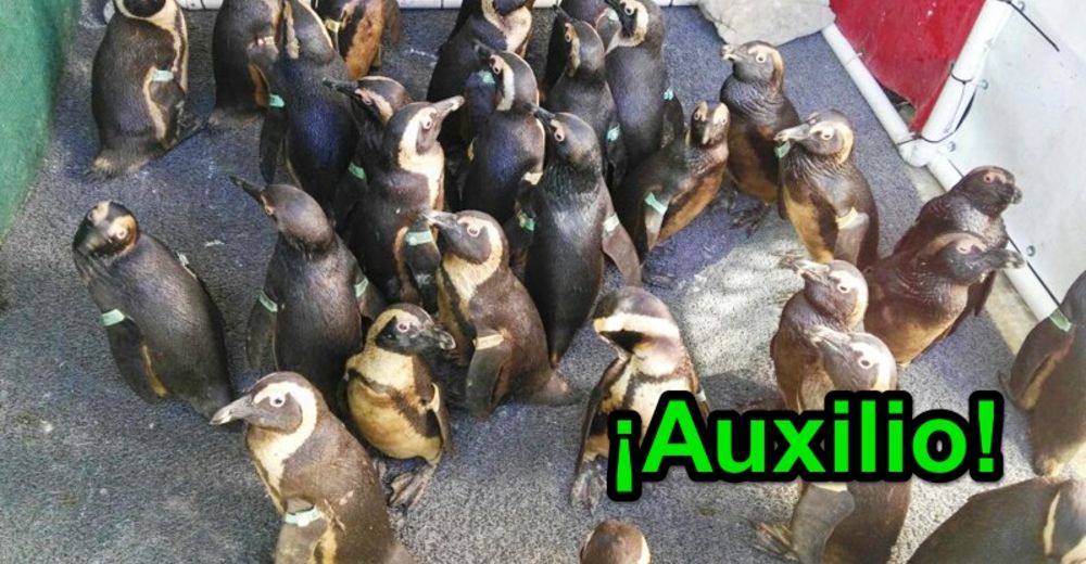 92 pingüinitos cubiertos de aceite reciben el baño que salva sus vidas