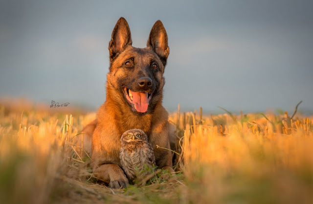 unusual-friendship-beautiful-photos-belgian-dog-and-little-owl-together-1