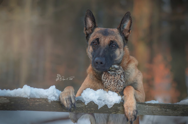 unusual-friendship-beautiful-photos-belgian-dog-and-little-owl-together-10