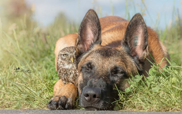 unusual-friendship-beautiful-photos-belgian-dog-and-little-owl-together-11