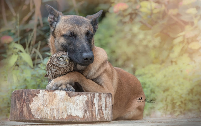 unusual-friendship-beautiful-photos-belgian-dog-and-little-owl-together-12