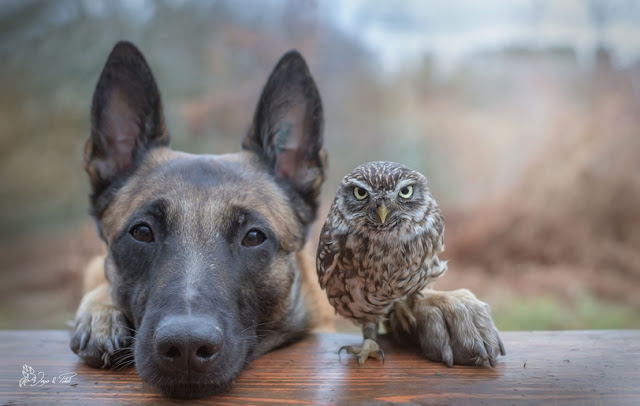 unusual-friendship-beautiful-photos-belgian-dog-and-little-owl-together-13