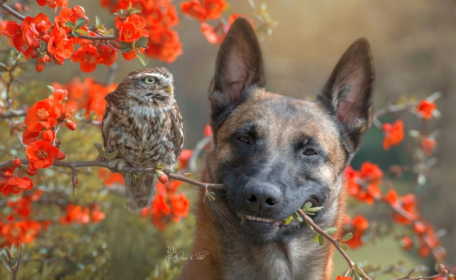 unusual-friendship-beautiful-photos-belgian-dog-and-little-owl-together-14