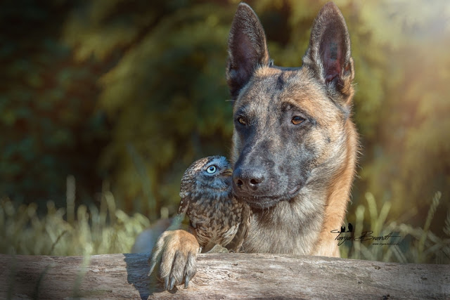 unusual-friendship-beautiful-photos-belgian-dog-and-little-owl-together-15