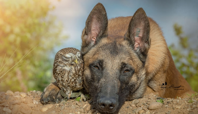 unusual-friendship-beautiful-photos-belgian-dog-and-little-owl-together-16