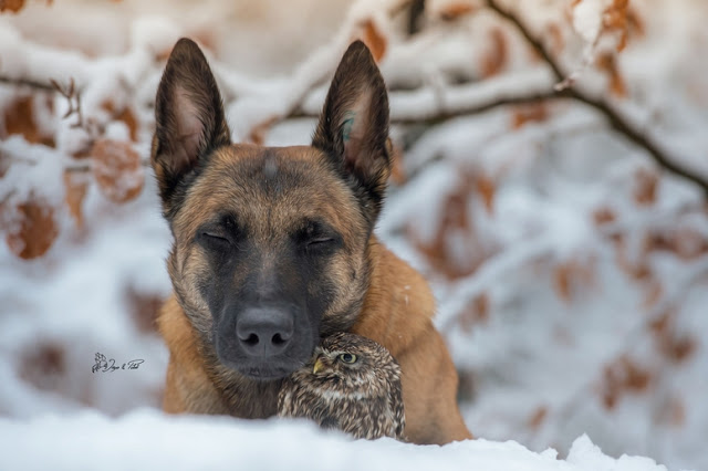 unusual-friendship-beautiful-photos-belgian-dog-and-little-owl-together-17