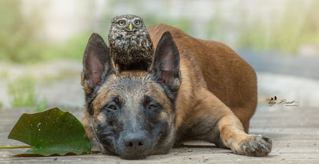 unusual-friendship-beautiful-photos-belgian-dog-and-little-owl-together-18