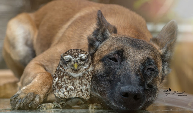 unusual-friendship-beautiful-photos-belgian-dog-and-little-owl-together-2