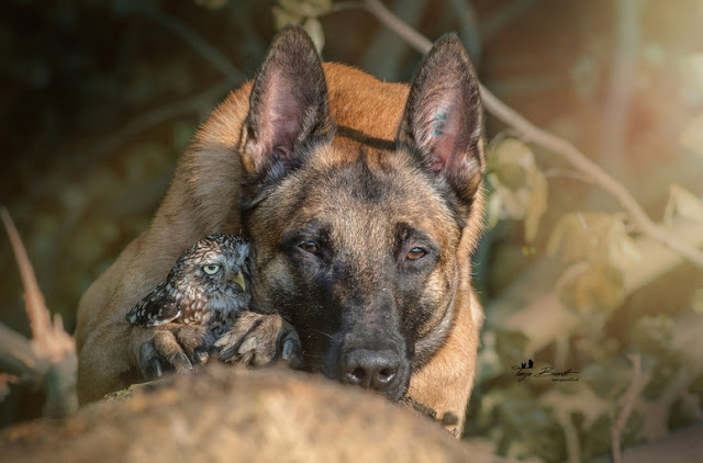 unusual-friendship-beautiful-photos-belgian-dog-and-little-owl-together-3