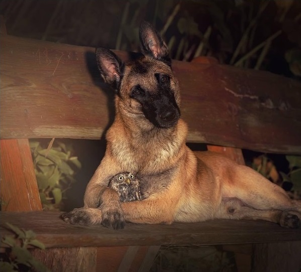 unusual-friendship-beautiful-photos-belgian-dog-and-little-owl-together-4