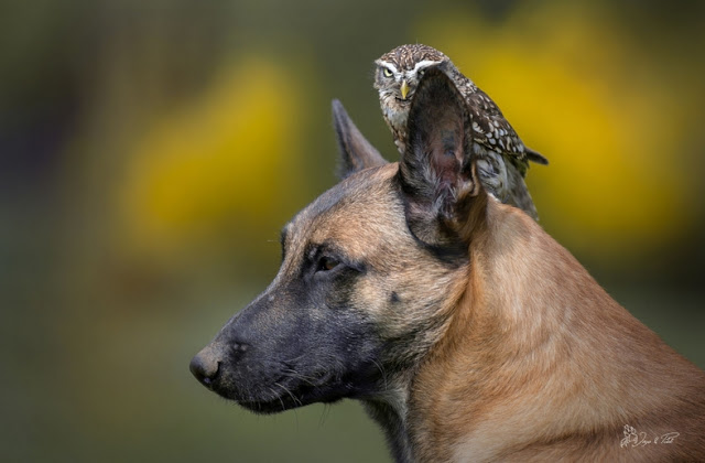 unusual-friendship-beautiful-photos-belgian-dog-and-little-owl-together-5