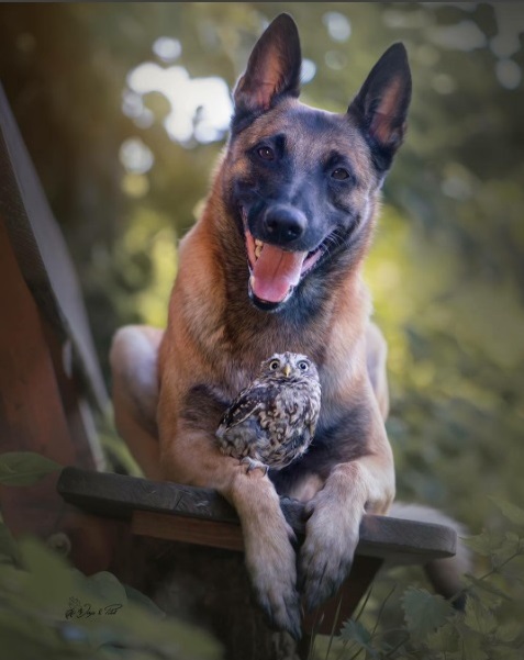 unusual-friendship-beautiful-photos-belgian-dog-and-little-owl-together-6