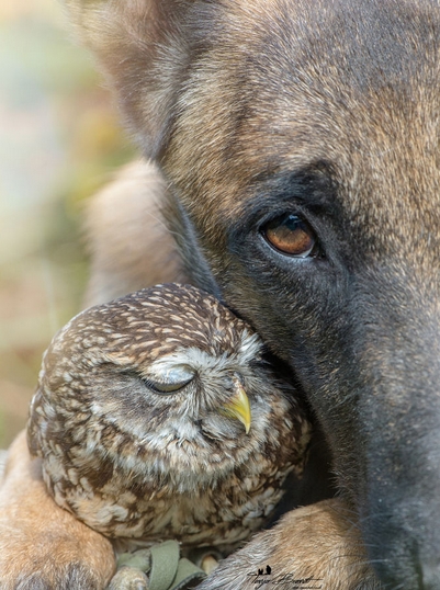 unusual-friendship-beautiful-photos-belgian-dog-and-little-owl-together-7