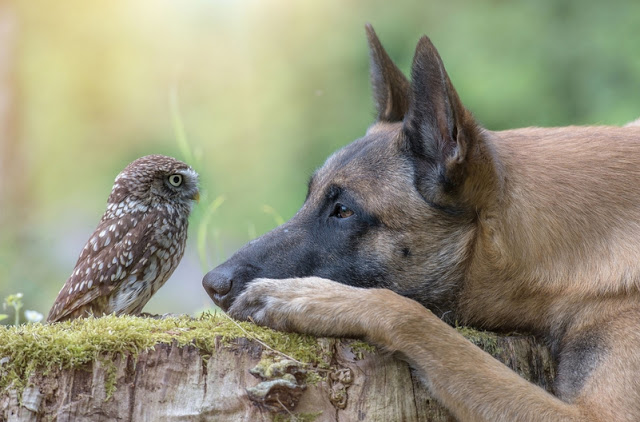 unusual-friendship-beautiful-photos-belgian-dog-and-little-owl-together-8