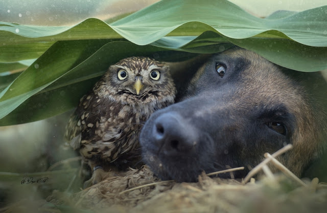 unusual-friendship-beautiful-photos-belgian-dog-and-little-owl-together-9