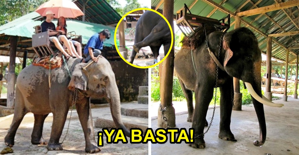 Resultado de imagen para elefante maltratado