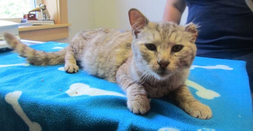 El gato que se perdió en una tormenta de nieve, encuentra su camino a casa 19 MESES DESPUÉS