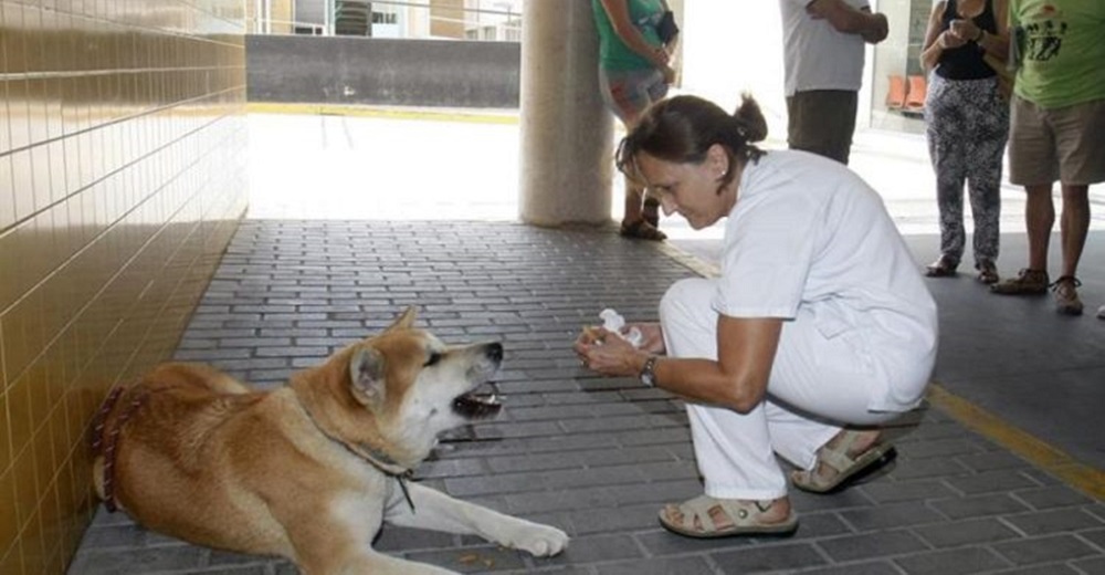 Perrita angustiada se niega a moverse durante 6 días de la entrada de un hospital