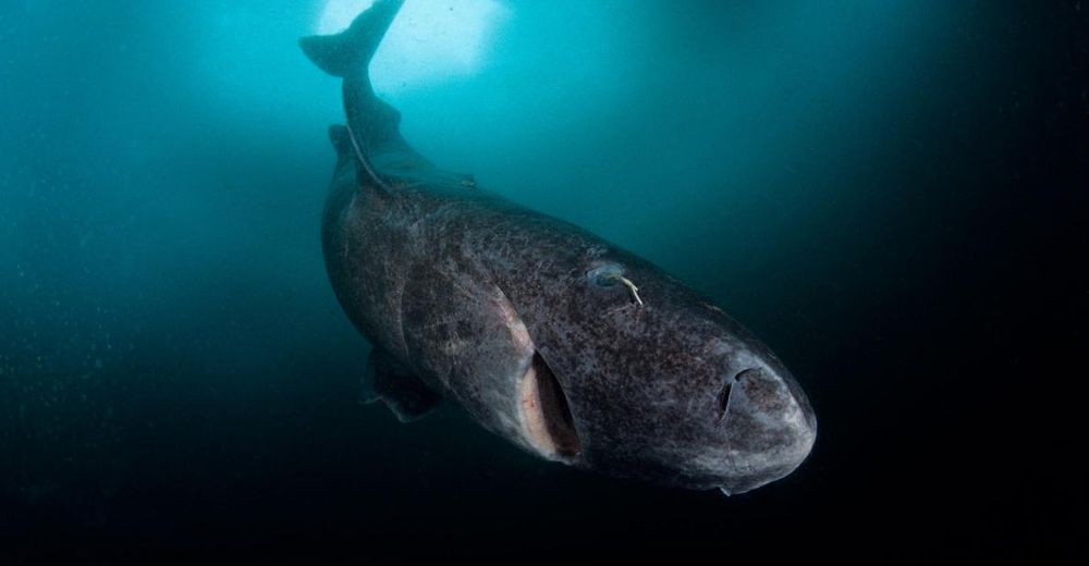 Un estudio revela que los tiburones de Greenland pueden vivir 300 años ¡Asombroso!