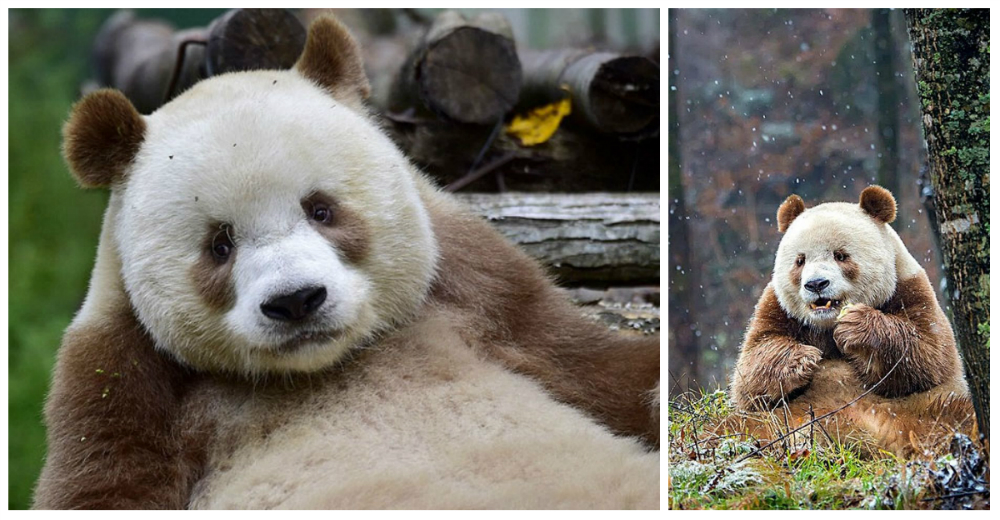 El único panda marrón fue abandonado de pequeño y tras buscar una compañera, ya es padre