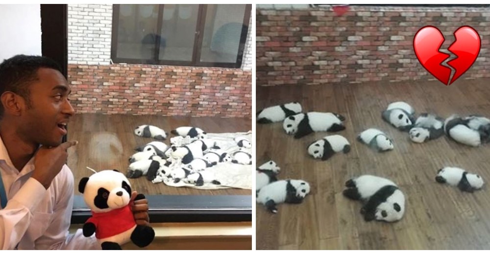 Los pandas bebés alegran a cualquiera…pero detrás de tanta ternura hay una terrible historia