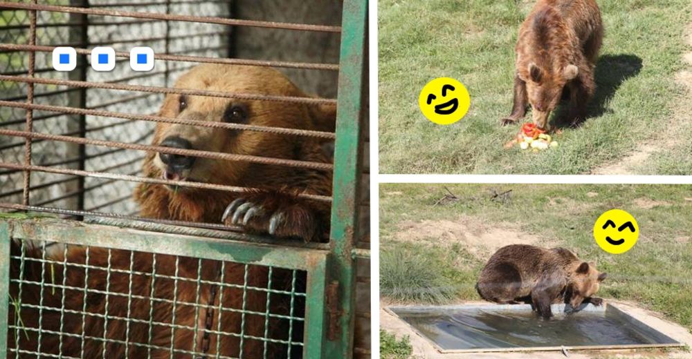 Los osos más tristes de Europa por fin han sido rescatados de su gran tormento